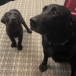 A Blog from a Dog: Nelly Carson Welcomes a Four-legged Intern