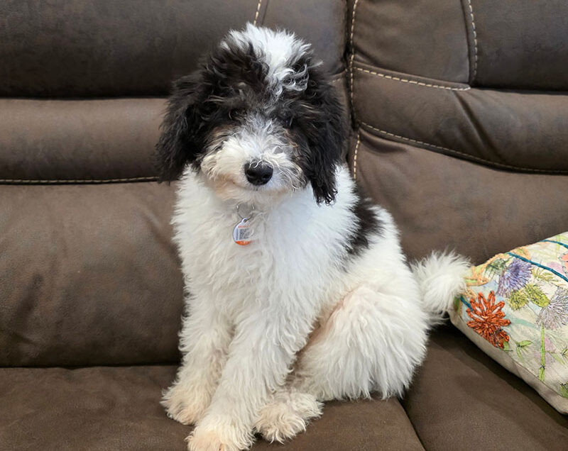A photo of Tricia DeHaan's, our Relationship Manager, new puppy named Rocky.
